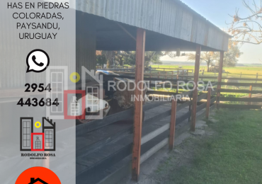 500 hectareas mixtas en Paysandu, Uruguay